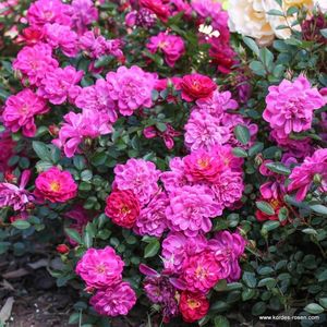 Purple_Rain_359954511620b8