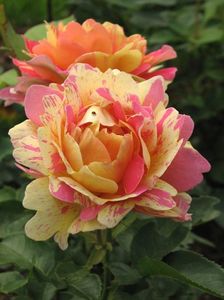 Rosa_'Rose_des_Cisterciens'_03
