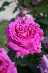 Rosa_Chartreuse_De_Parme_-_Francia_(11982298965)