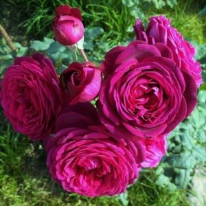 johann-wolfgang-von-goethe-rose-4
