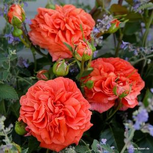 Orangerie_5