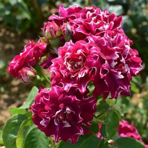 Rose-Roger-Lambelin-1