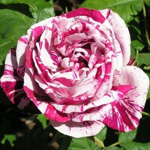 ferdinand-pichard-hybrid-perpetual-rose