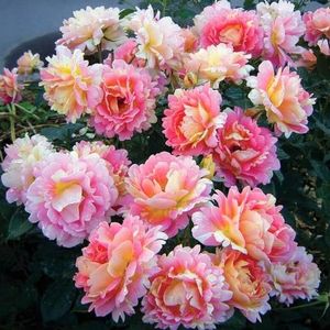 rose-des-cisterciens-8_1800x1800