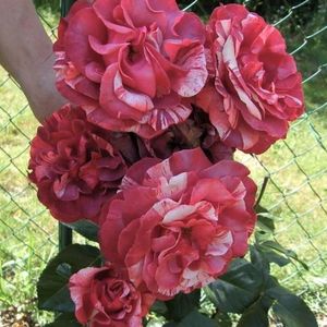 brownie-climbing-rose-1_1200x1200