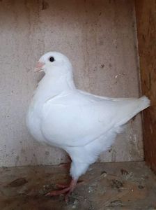 received_339289988024387