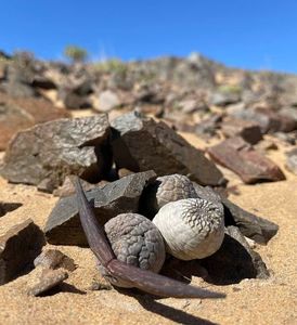 Larryleachia marlothii, Namibia