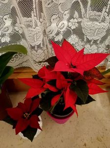 2021.12.27-cadoul de Crăciun❤️Poinsettie; Fiecare client a primit azi o floare de la magazin &quot;Cadou de Crăciun&quot; ❤️❤️❤️
