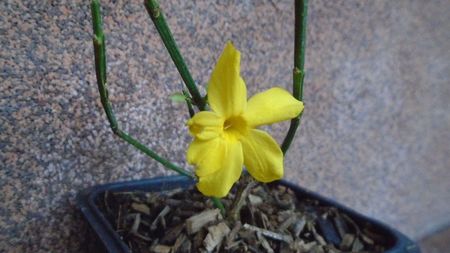 1 ian. 2022 - Iasomie de iarna (Jasminum nudiflorum); 13 grade C
