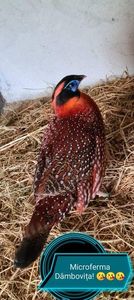 IMG-20211229-WA0013; Tragopan
