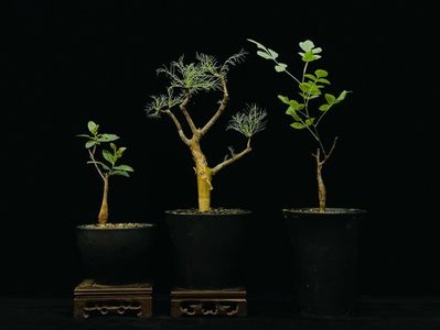 Commiphora glaucescens, kraeuseliana, wildii