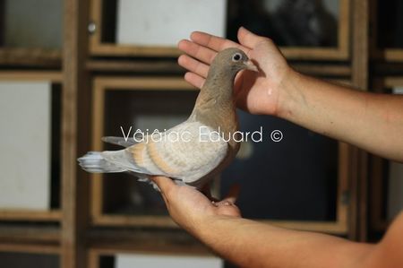 Gold indigo dungat Ts het fs RO-2021