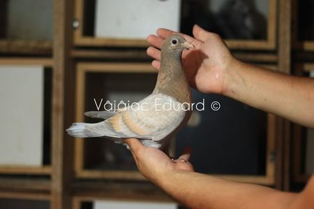 Gold indigo dungat Ts het fs RO-2021