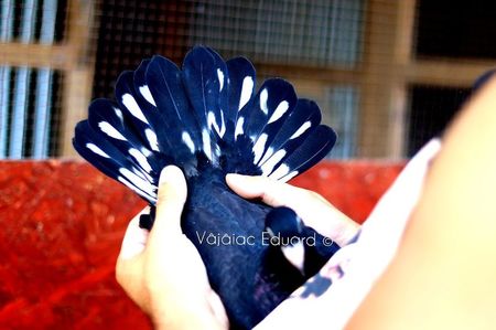 Negru fs Ts RO-2021