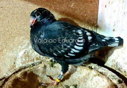 Negru fs Ts RO-2021