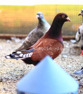 Bronz Libanez fs