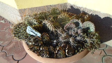 Culori de iarna