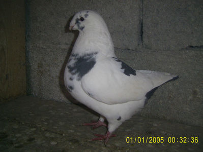 F - 2021 -  sora cu patratica