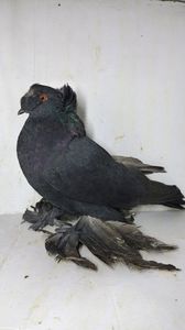 F 2021