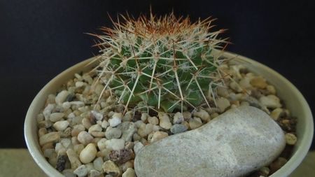 Mammillaria karwinskiana