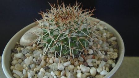 Mammillaria karwinskiana