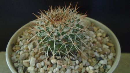 Mammillaria karwinskiana