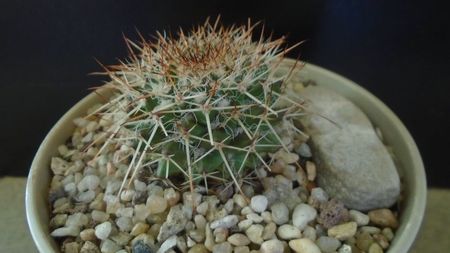 Mammillaria karwinskiana