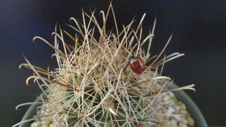 Sclerocactus (Ancistrocactus) scheeri (-12 C)