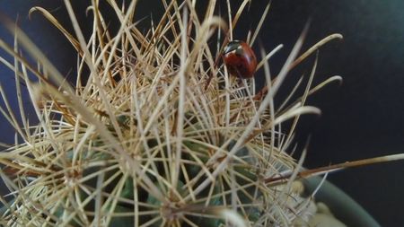 Sclerocactus (Ancistrocactus) scheeri (-12 C)