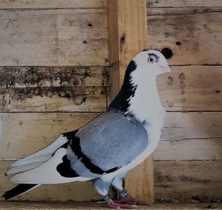 6827  mascul  2019