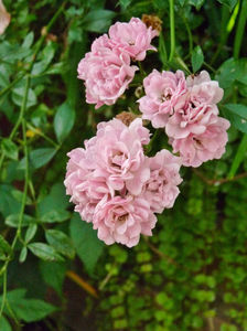 Flor de toamna.; P3110909
