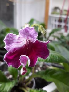 Streptocarpus din semințe