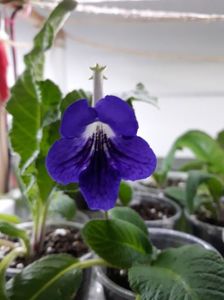 Streptocarpus din semințe