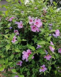 ; Hibiscus siracus 2 lei 70cm
