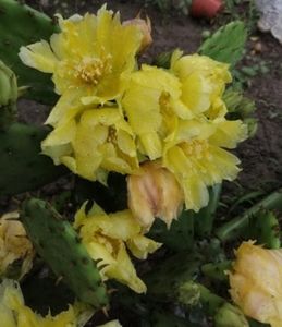 ; Cactus galben rezistent iarna 15 lei
