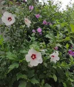 ; Hibiscus siracus 2 lei 70cm anul 2
