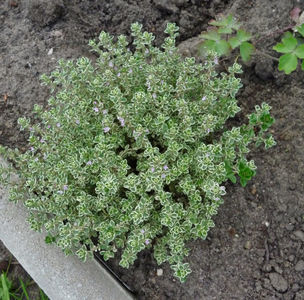 Thymus citriodorus; P2970549
