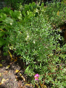 Cimbru, Satureja hortensis; P3100155
