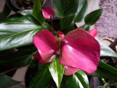 Anthurium violet