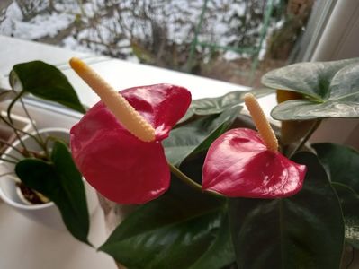 Anthurium roșu