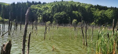 IMG-20210819-WA0061