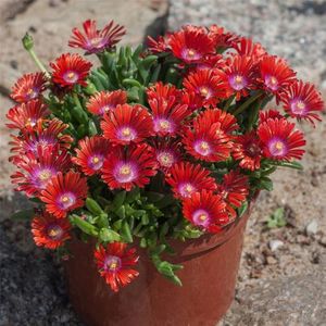 delosperma-sp-sundella-red-poza preluata; sau floarea de cristal,perena,prefera locuri insorite,flori mai-iunie,rezista bine in soluri uscate, apa putina,solurile umede din timpul iernii pot fi fatale plantei,rezista -24 grade,primavara 2022.
