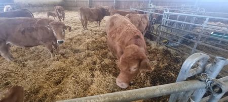 2; Vaca din dreapta este Limousin
