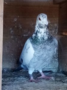 mascul-2021; pietraine-meulemans. Dat, martie-2022.

