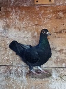 femelă-2021; 50% meulemans.Pierdută ianuarie-2022.

