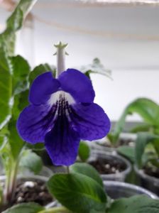 Streptocarpus din semințe