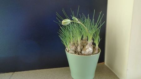 Albuca polyphylla "Augrabies Hills", Africa de Sud