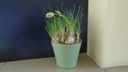 Albuca polyphylla "Augrabies Hills", Africa de Sud