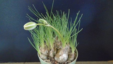 Albuca polyphylla "Augrabies Hills", Africa de Sud