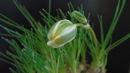 Albuca polyphylla "Augrabies Hills", Africa de Sud